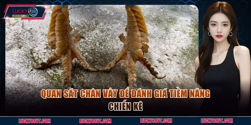 Quan sát chân vảy để đánh giá tiềm năng chiến kê